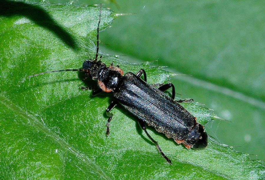 Cantharidae: femmina di Cantharis sp. (C. obscura o C. liburnica)